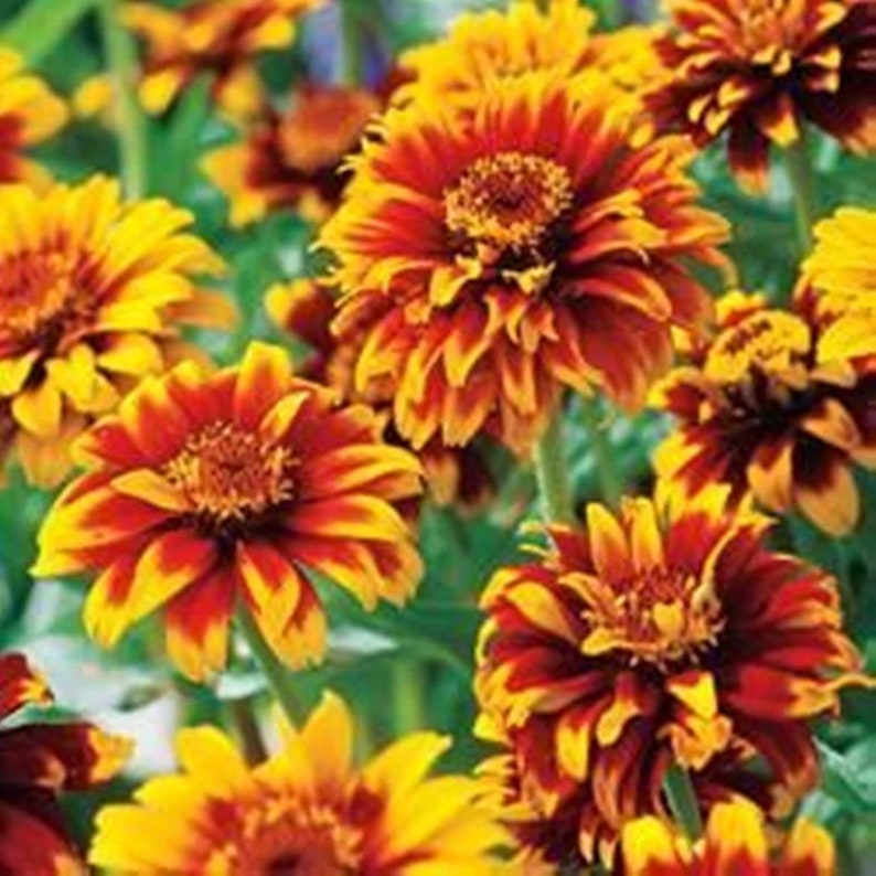 Organic Flower Seeds Zinnia Old Mexico Zinnia Etsy