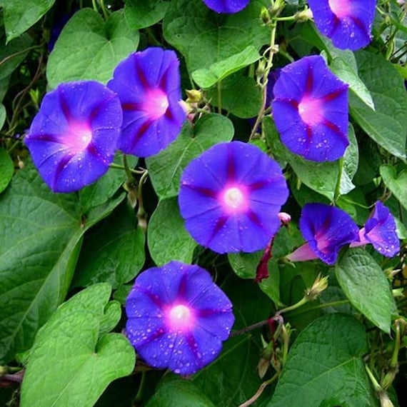 Graines de fleurs Liseron Morning-glory Sky Blue Star - Etsy Canada