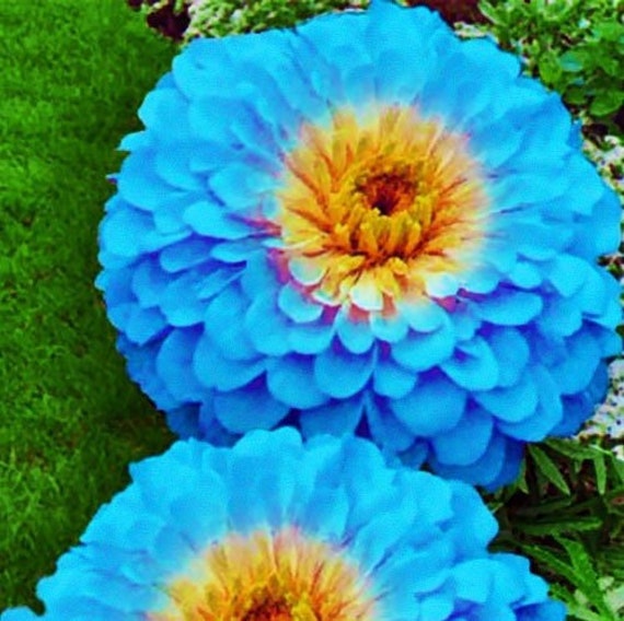 Semi di fiori biologici Zinnia Haageana Blu. Semi dall'Ucraina -  Italia