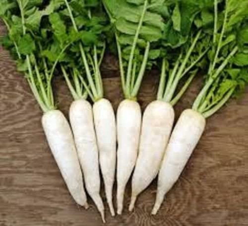 Rare Original Vegetable Seeds Radish Daikon seeds Etsy