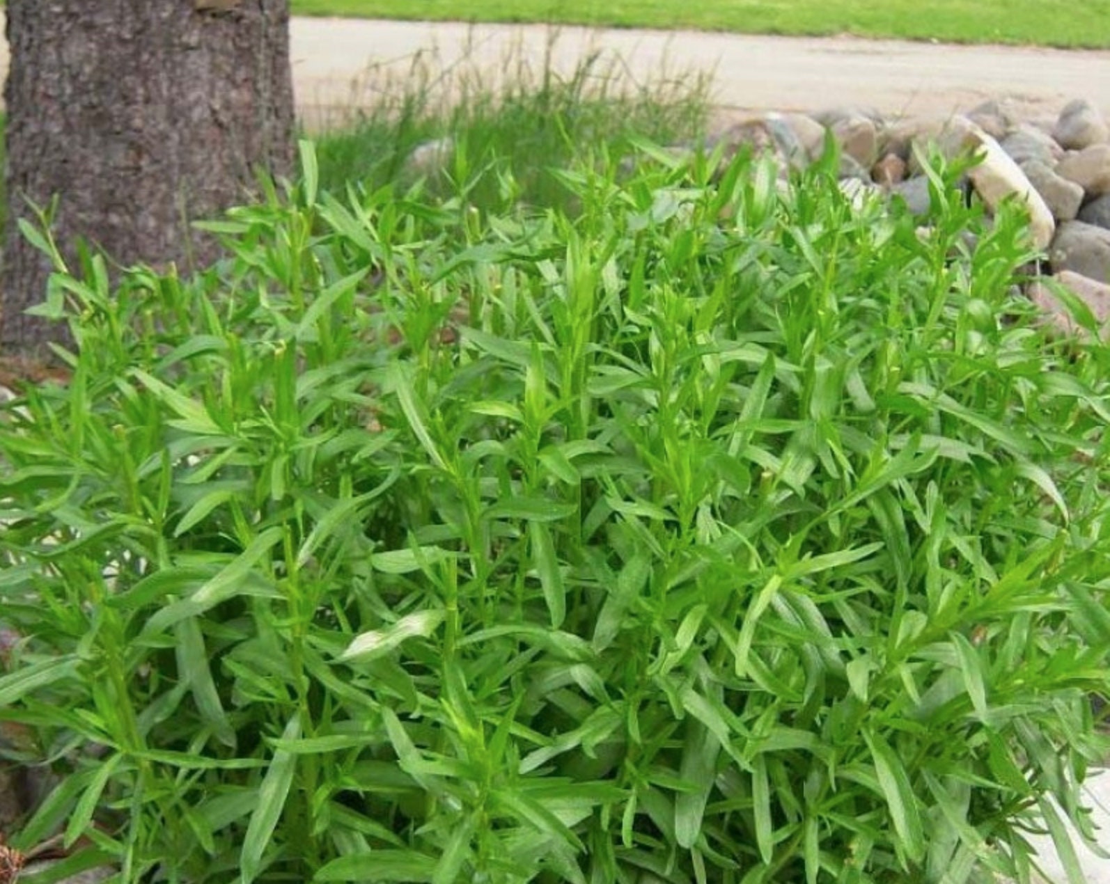 Rare Organic Perennial Seeds Tarragon artemisia Dracunculus Etsy