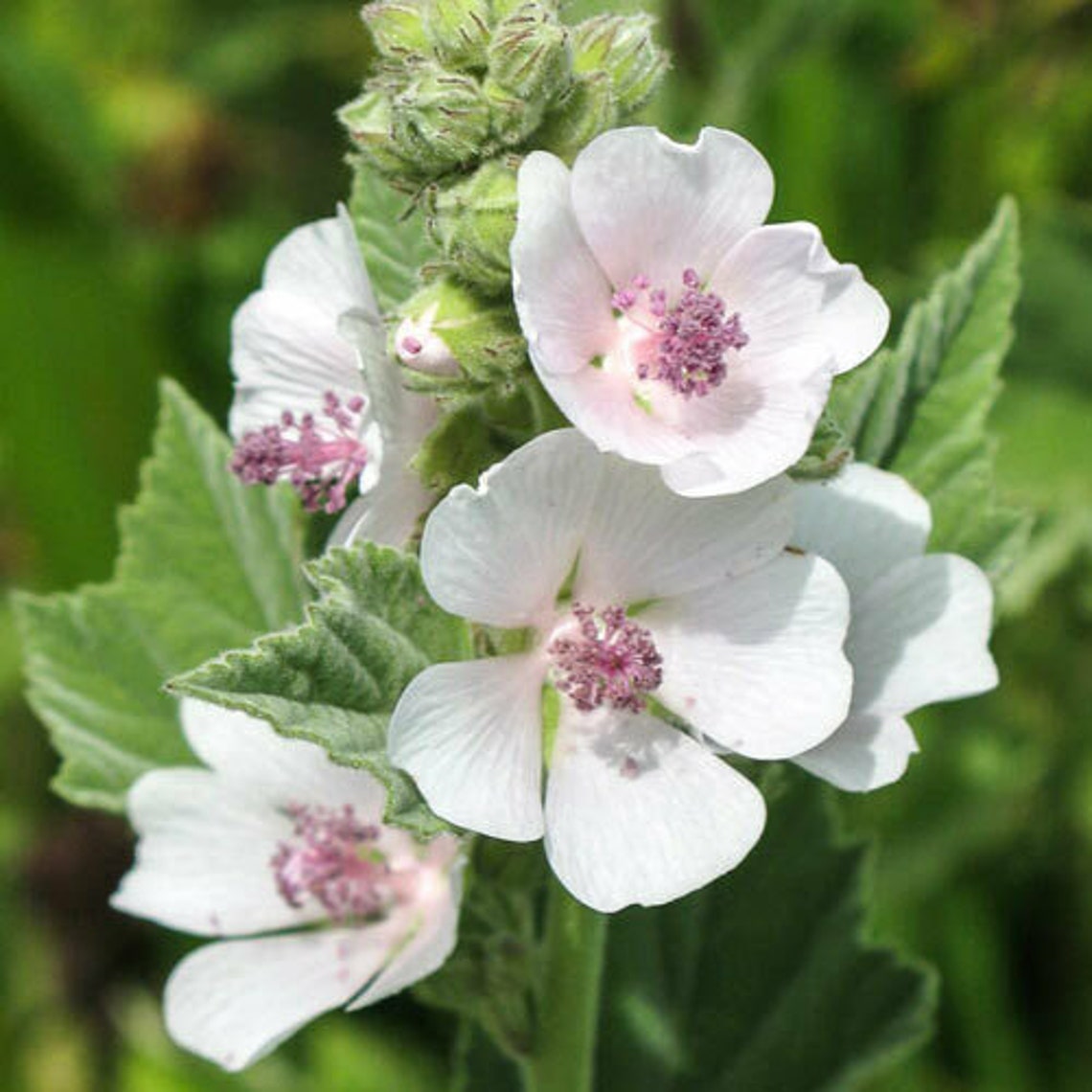 Rare Organic Herb Seeds Marsh Mallow althaea Officinalis Etsy