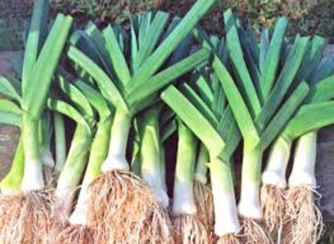 Rare Original Vegetable Seeds Onion Leek Etsy