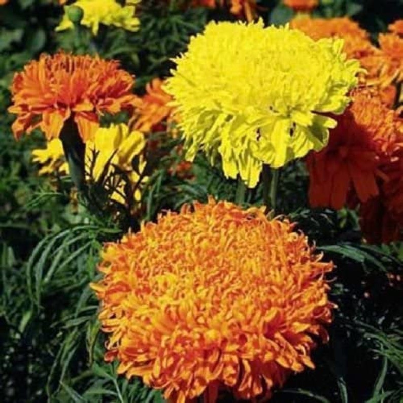 Flower Seeds Marigoldtagetes fantastic Mix Etsy Canada