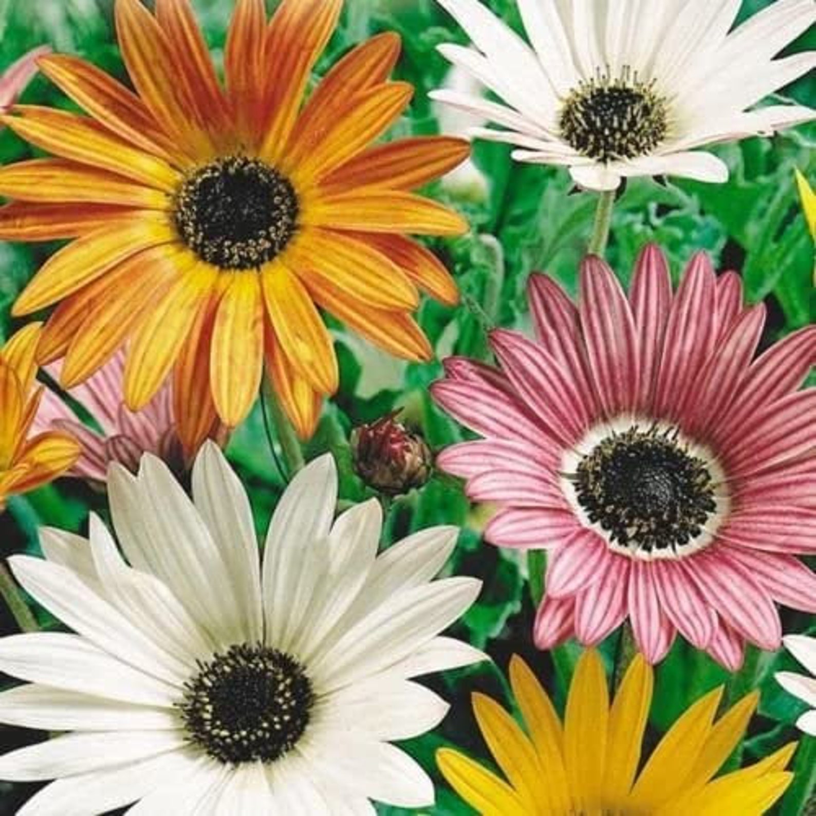 Rare Organic Flower Seeds Arctotis arlekin Etsy Australia