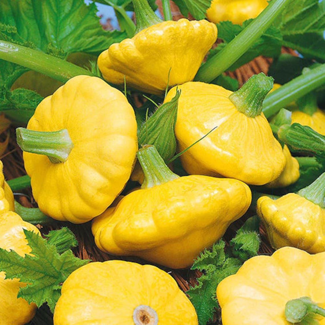 Rare Original Vegetable Squash Seeds Sun. Etsy