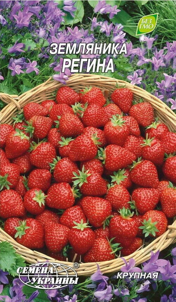 Земляника регина описание сорта фото отзывы садоводов