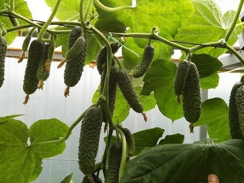Rare Ukrainian Organic Vegetable Cucumber Seeds Etsy Polska