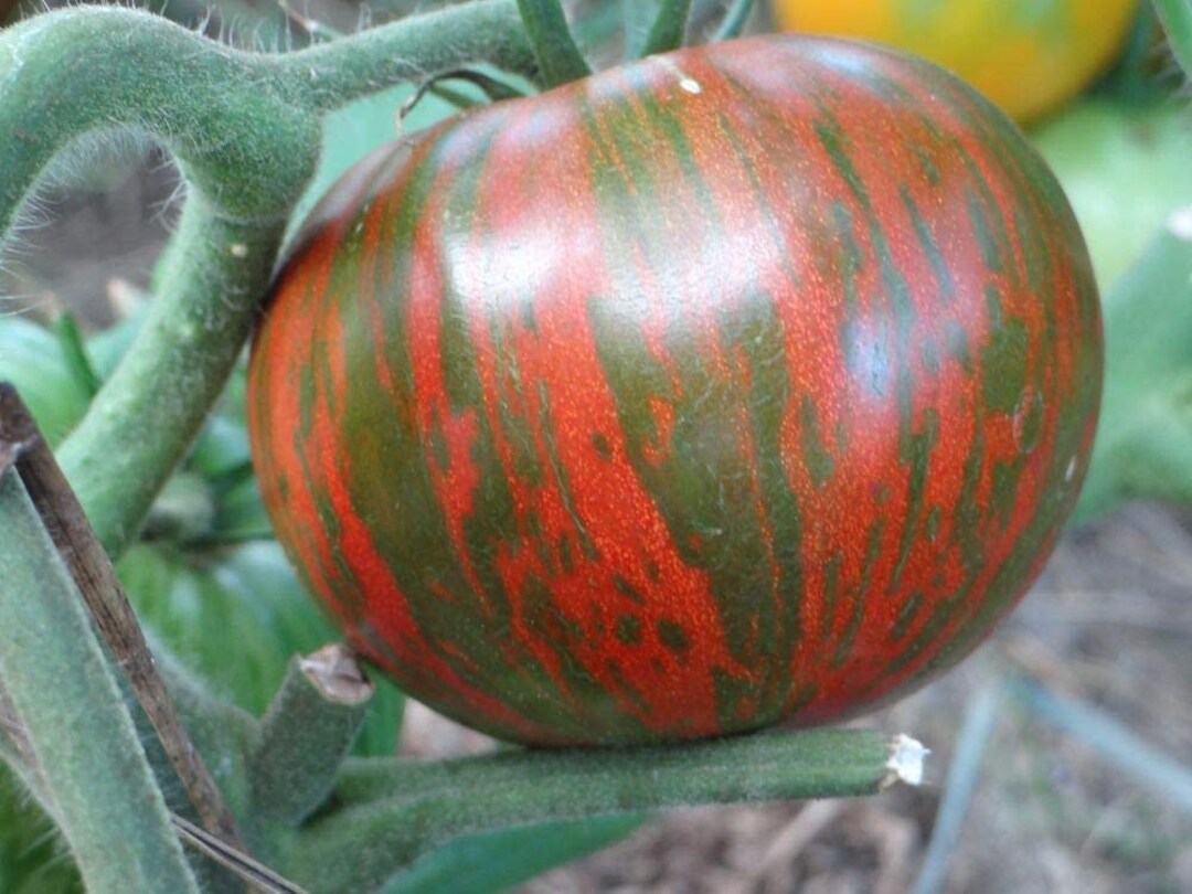Seltene BioTomatensamen Black Zebra Lycopersicon Etsy.de