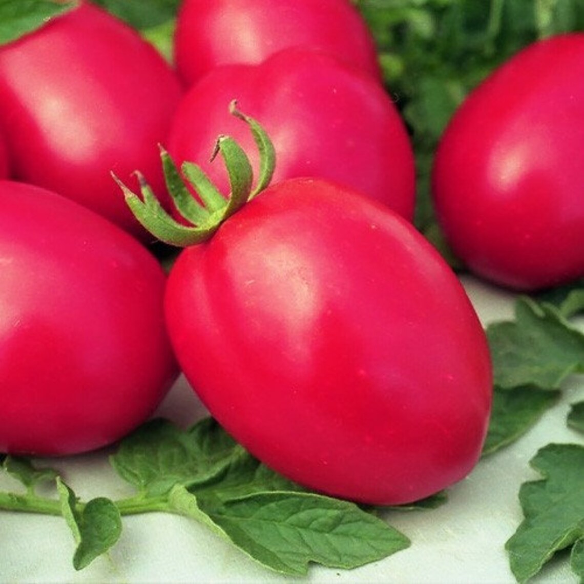 Ukrainian Organic Vegetable Tomato Seeds debarao Etsy