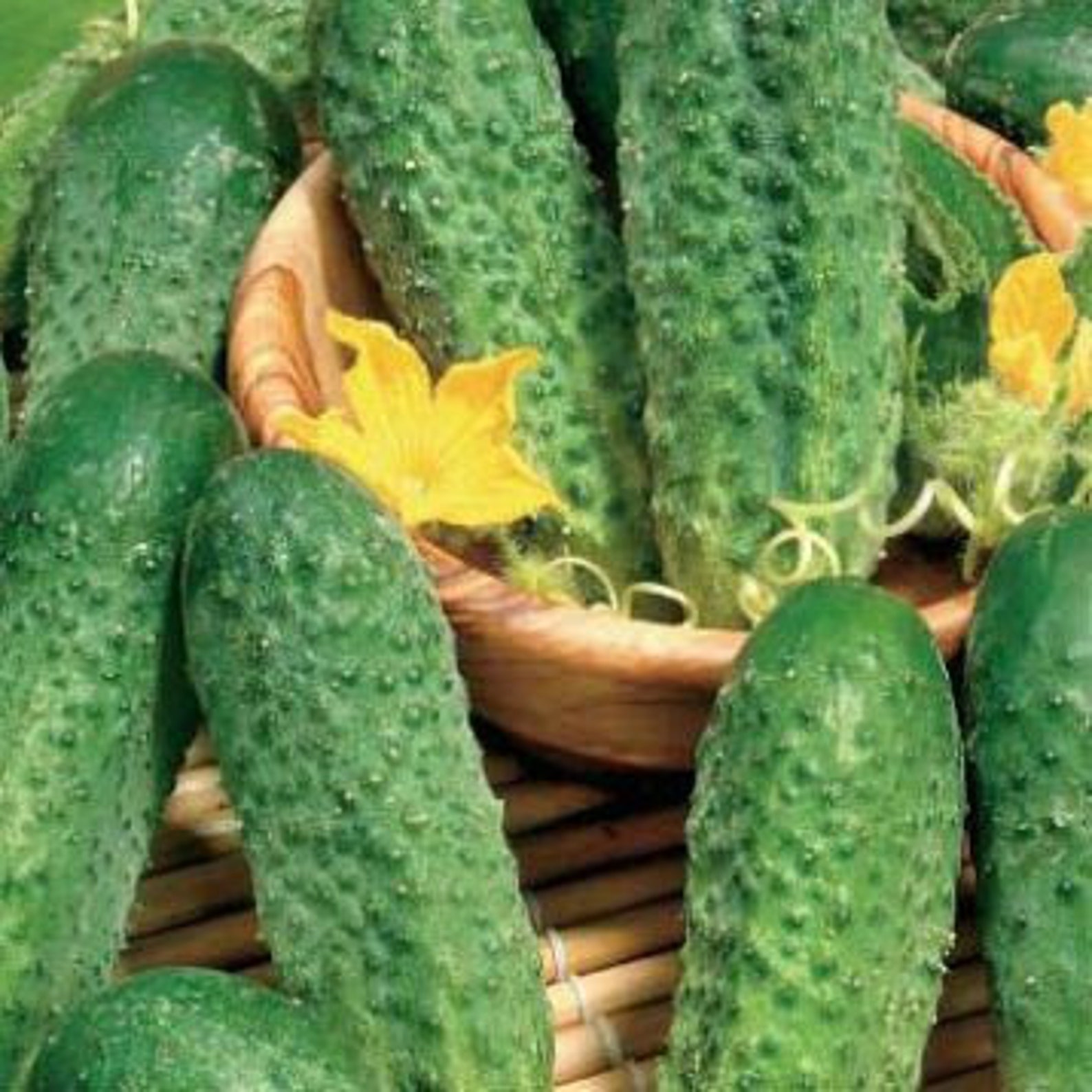 Rare Original Vegetable Seeds Cucumber anulka F1. Etsy