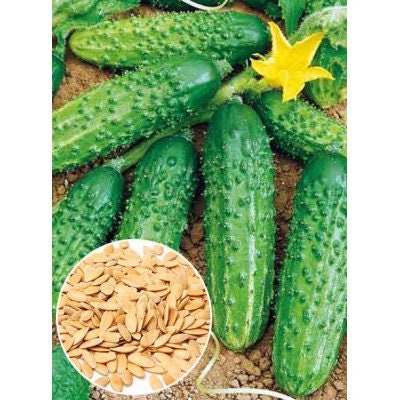 Heirloom Seeds From Ukraine Early Rare Original Vegetable Cucumber Seeds Golubchik F1