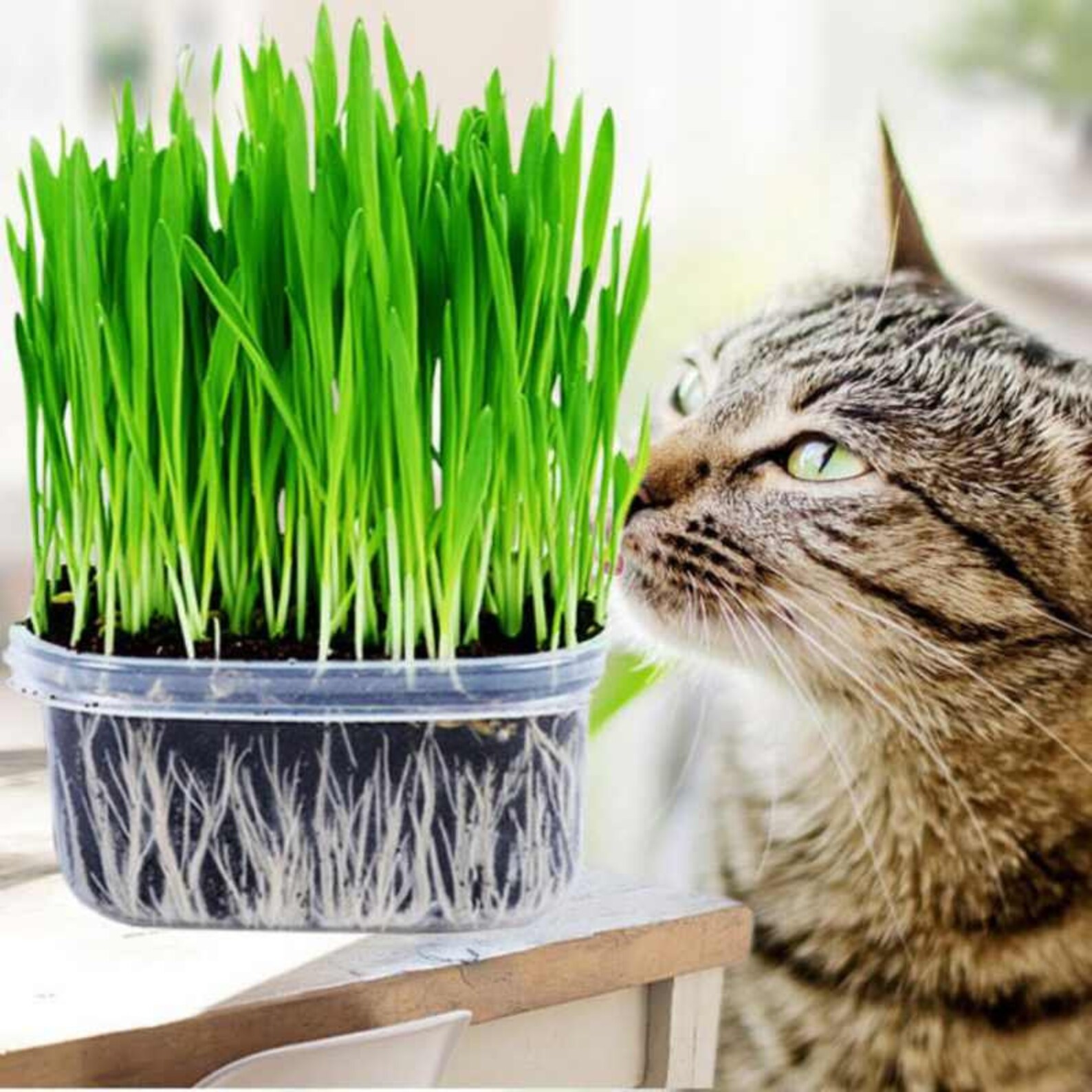 Rare Original Seeds Greens For Cats. Grass. Etsy
