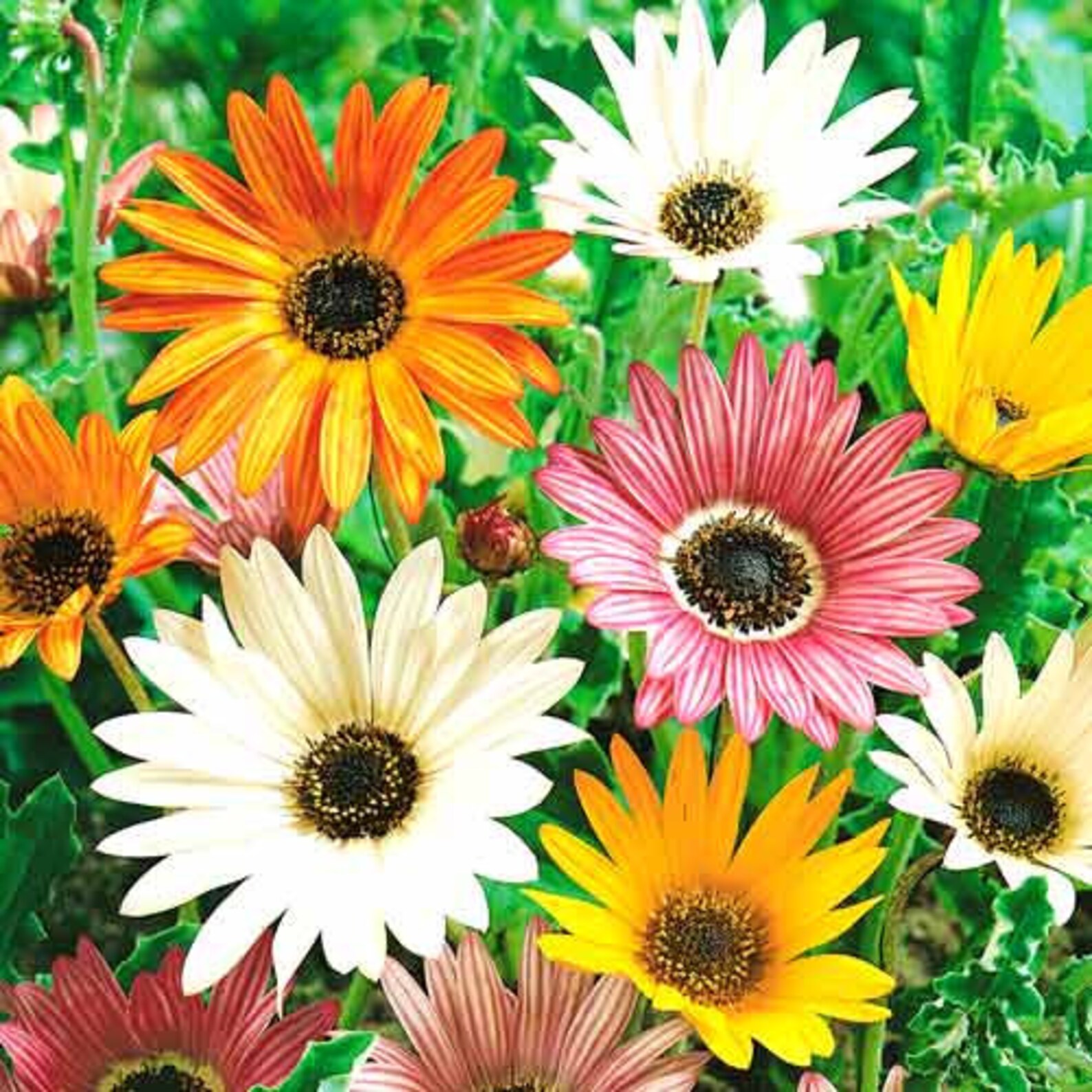 Rare Organic Flower Seeds Arctotis arlekin Etsy Australia