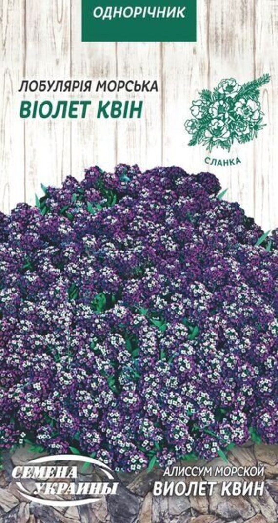 Semillas de Flor Orgánica Alyssum Reina Violeta - Etsy México