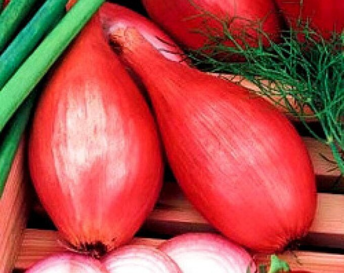 Купить Семена Лука В Краснодаре