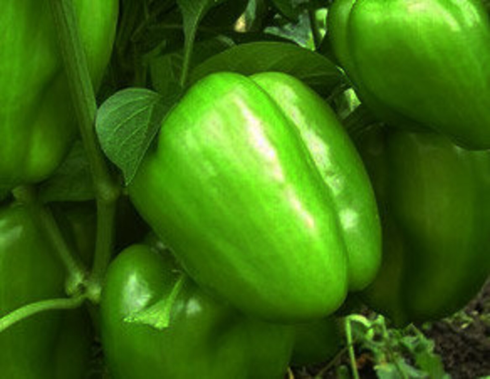 Rare Original Vegetable Seeds Pepper Green Etsy