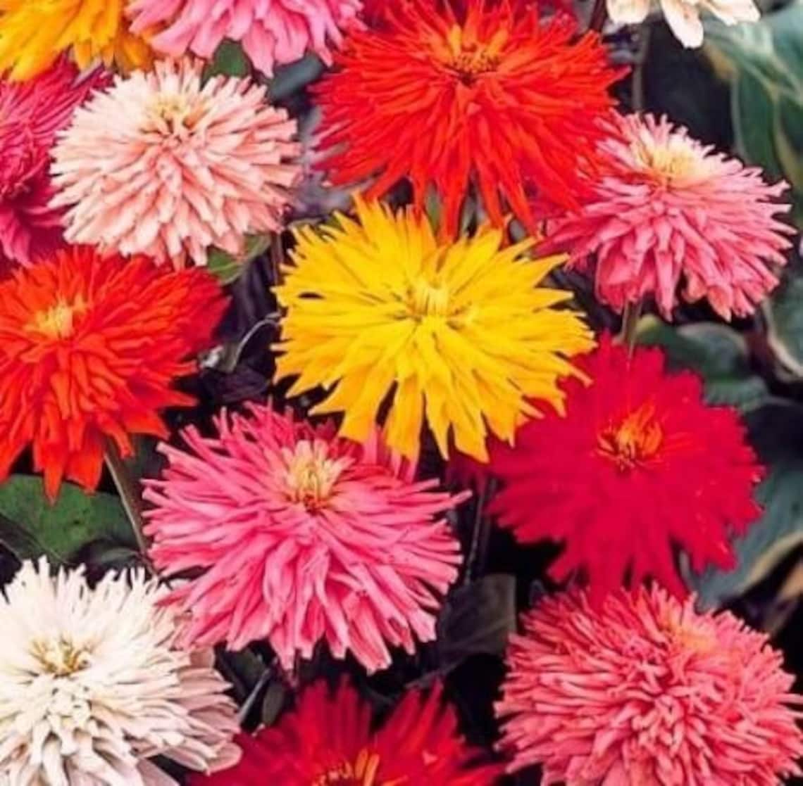 Rare Original Flower Seeds Zinnia Cactus Giant Mix Etsy