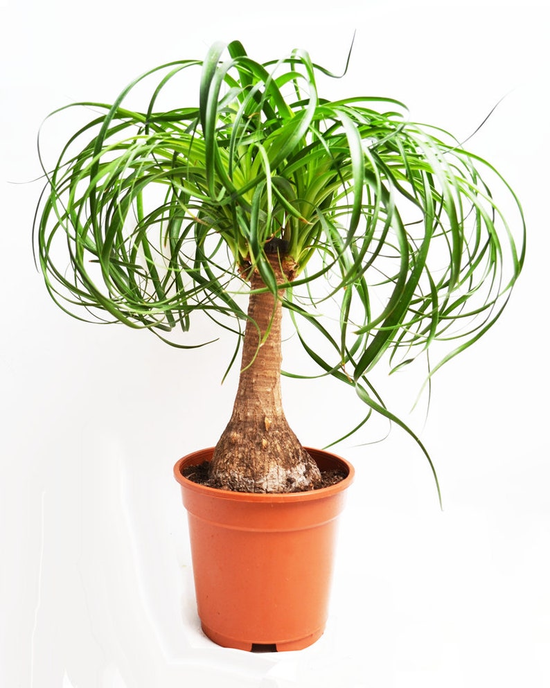 Rare Organic Flower Seeds Nolin Bottle Tree nolina Recurvata Etsy