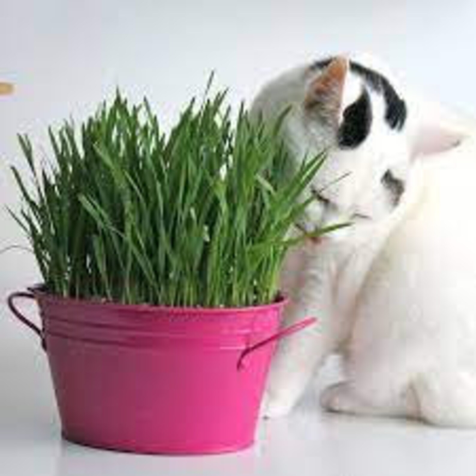 Rare Original Seeds Greens For Cats. Grass. Etsy