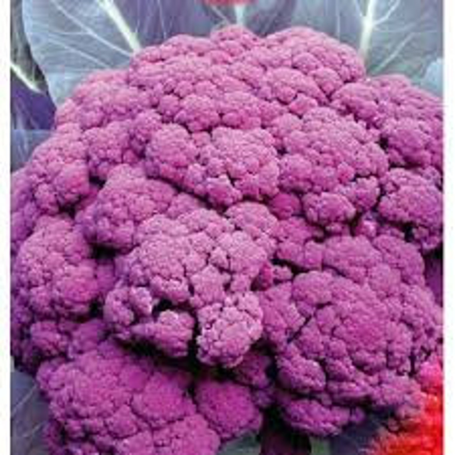 Rare Original Vegetable Seeds Cauliflower Violet Etsy