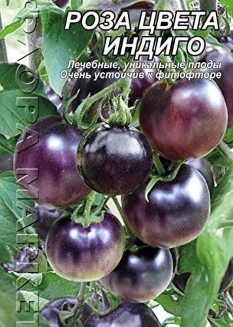Томат индиго описание сорта. Черные томаты индиго роуз. Томат индиго роз. Индиго роуз томат описание. Томат индиго описание сорта.