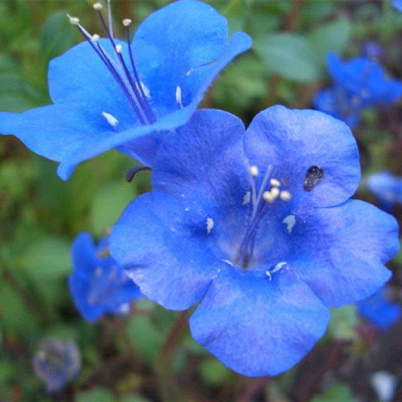 Rare Original Annual Flower Seeds Nemophila Menziesii Etsy
