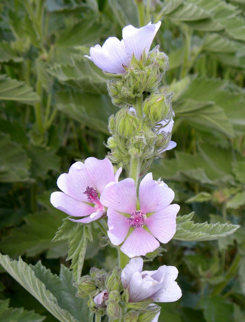 Rare Organic Herb Seeds Marsh Mallow althaea Officinalis Etsy
