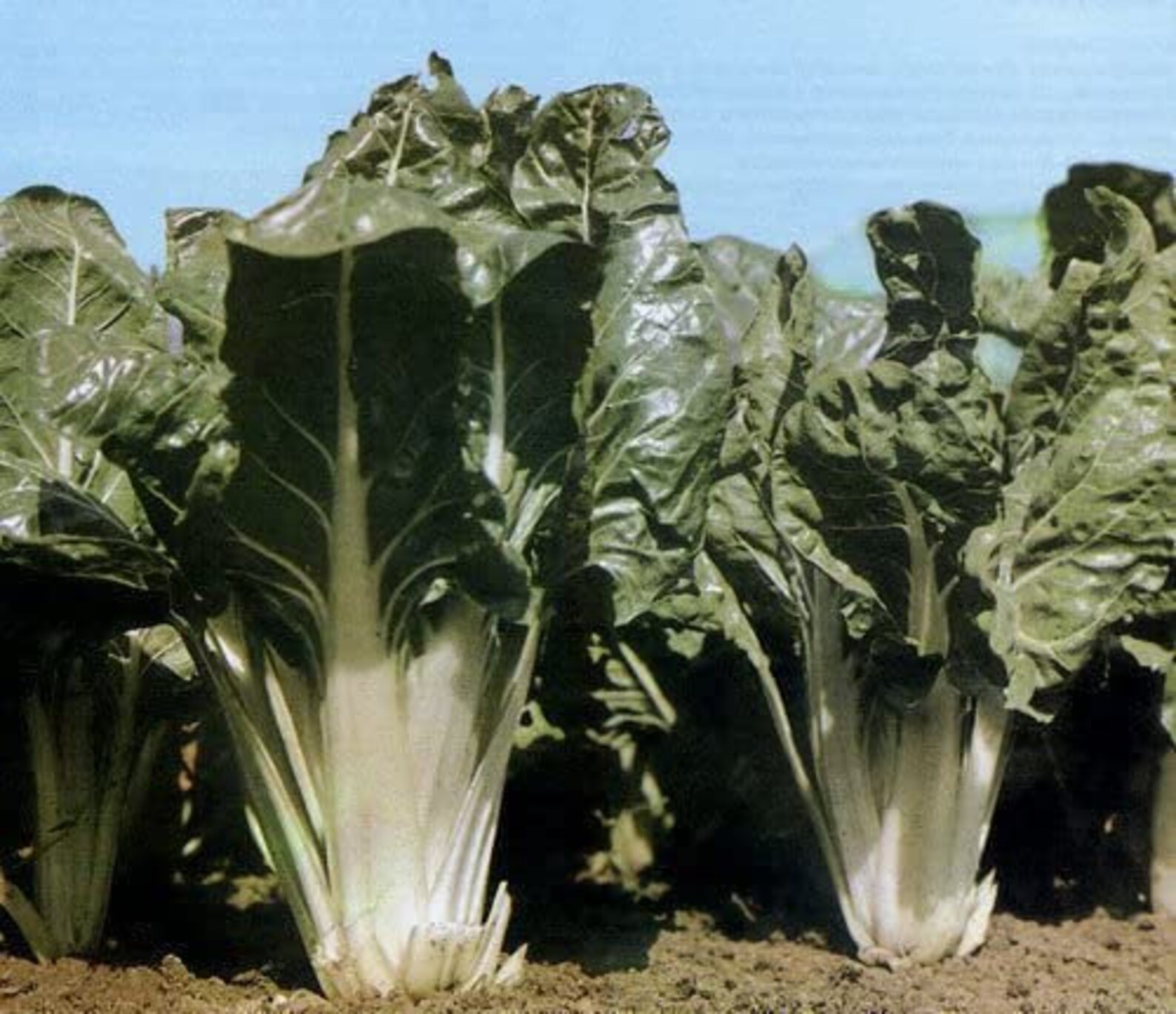 Rare Organic Vegetable White Chard Seeds winter Etsy
