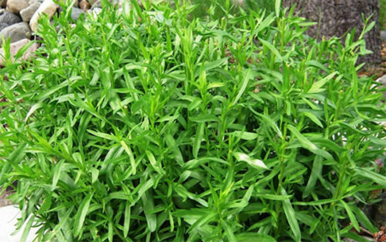 Rare Organic Perennial Seeds Tarragon artemisia Dracunculus Etsy