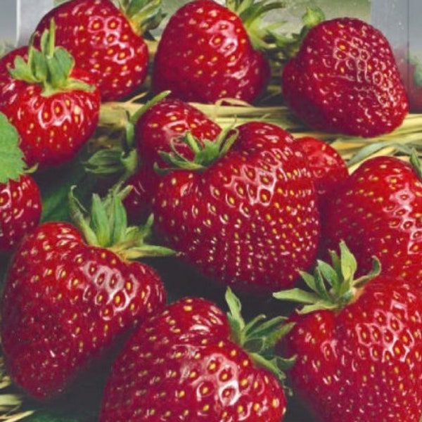 Rares graines de fraises originales « Irishka » Early Remontant Heirloom Graines d’Ukraine 0,1g.