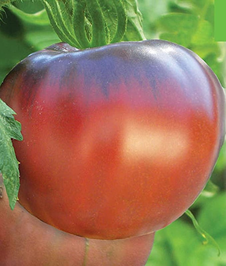 Rare Organic vegetable Heirloom Tomato Seeds Indian Etsy