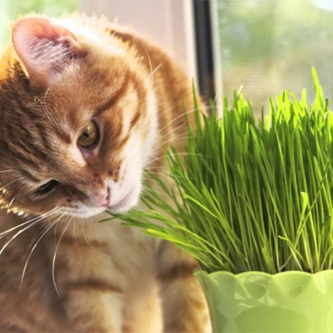 Rare Original Seeds Greens For Cats. Grass. Etsy