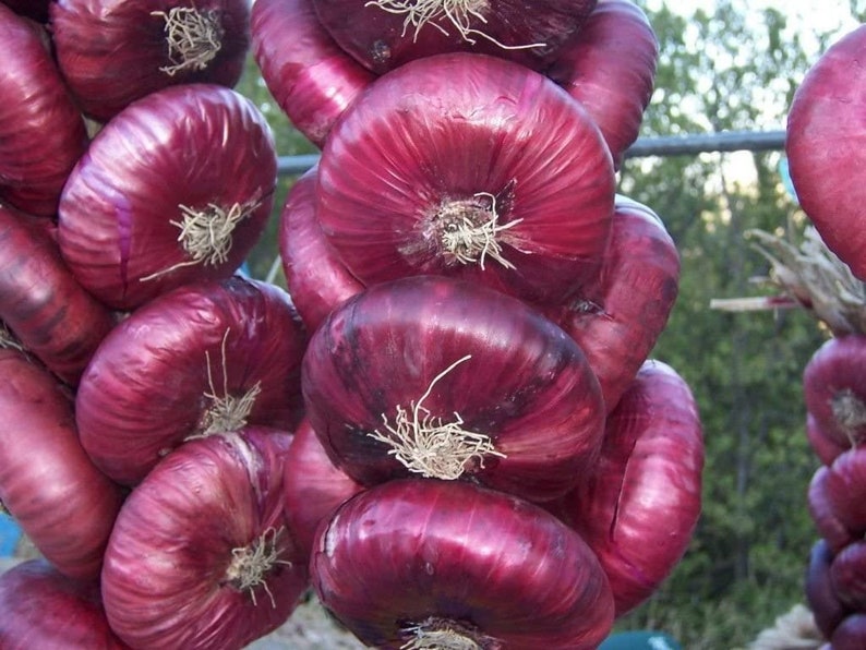 Rare Ukrainian Organic Vegetable Onion Seeds Etsy