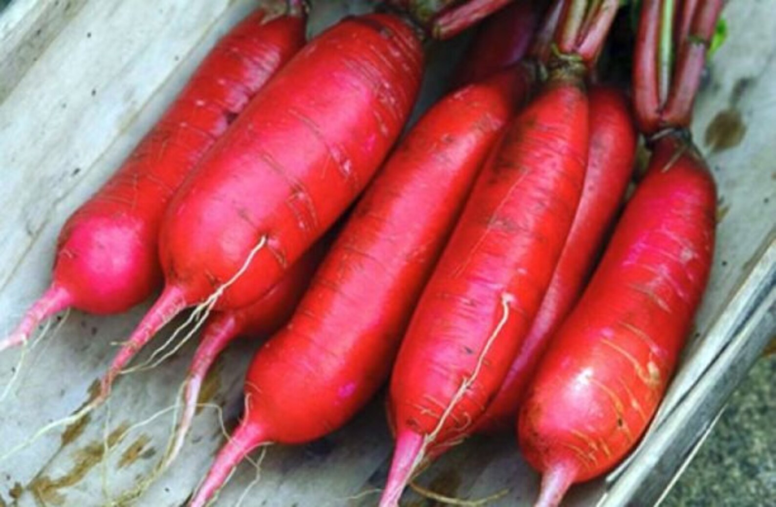 Rare Original Vegetable Seeds Radish Seeds red Etsy