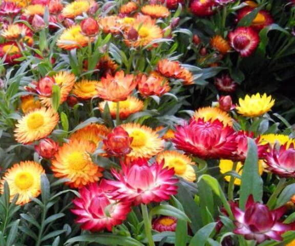 Rare Original Flower Seeds Helichrysum tall Mix. | Etsy