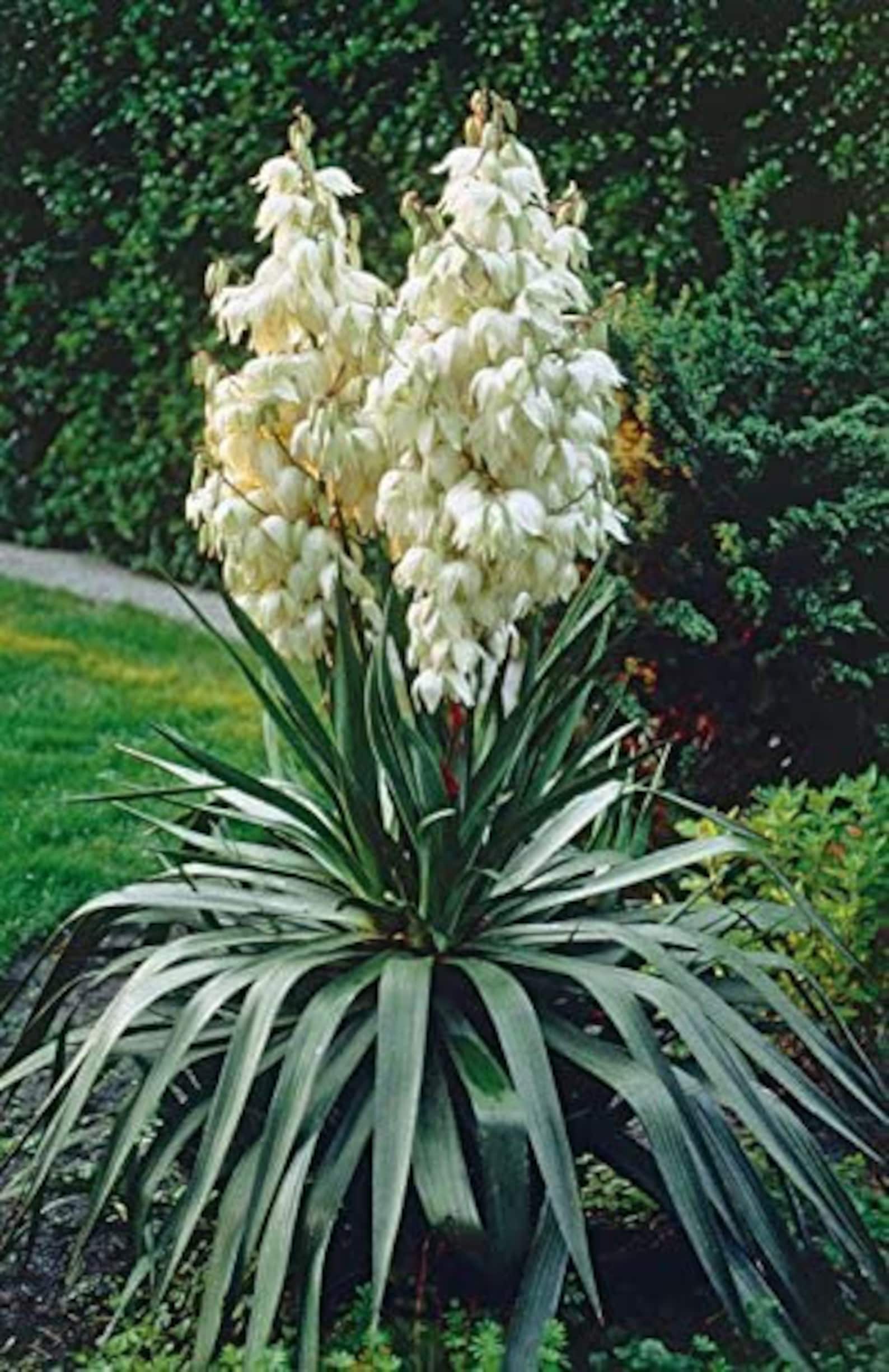 Natural Organic Flower Seeds yucca Filamentosa Etsy