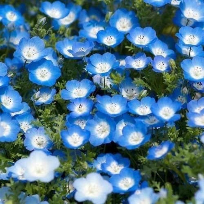 Rare Original Annual Flower Seeds Nemophila Menziesii Etsy