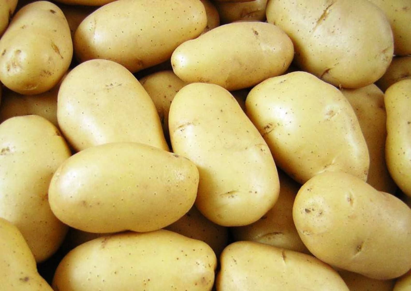 Картофель краса отзывы. Сорт картофеля Импала.