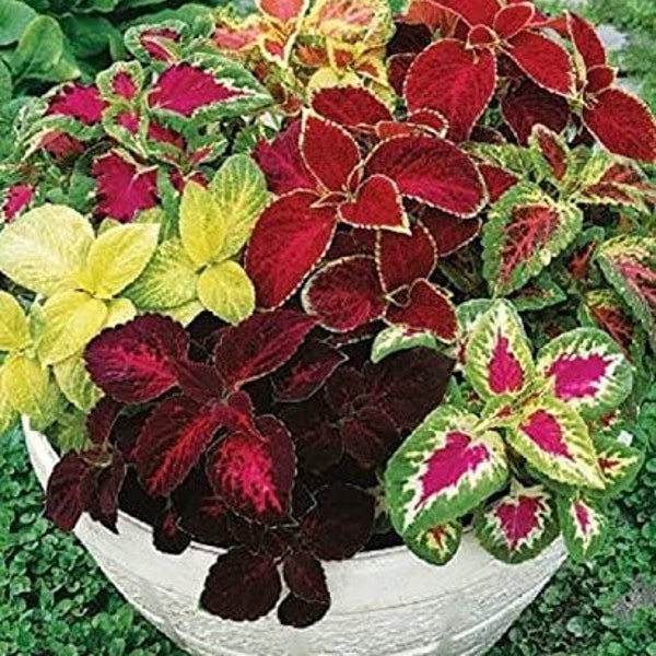 Flower Seeds Coleus "Mix" (Coleus blumei) Ornamental Perennial Plant - 50 seeds