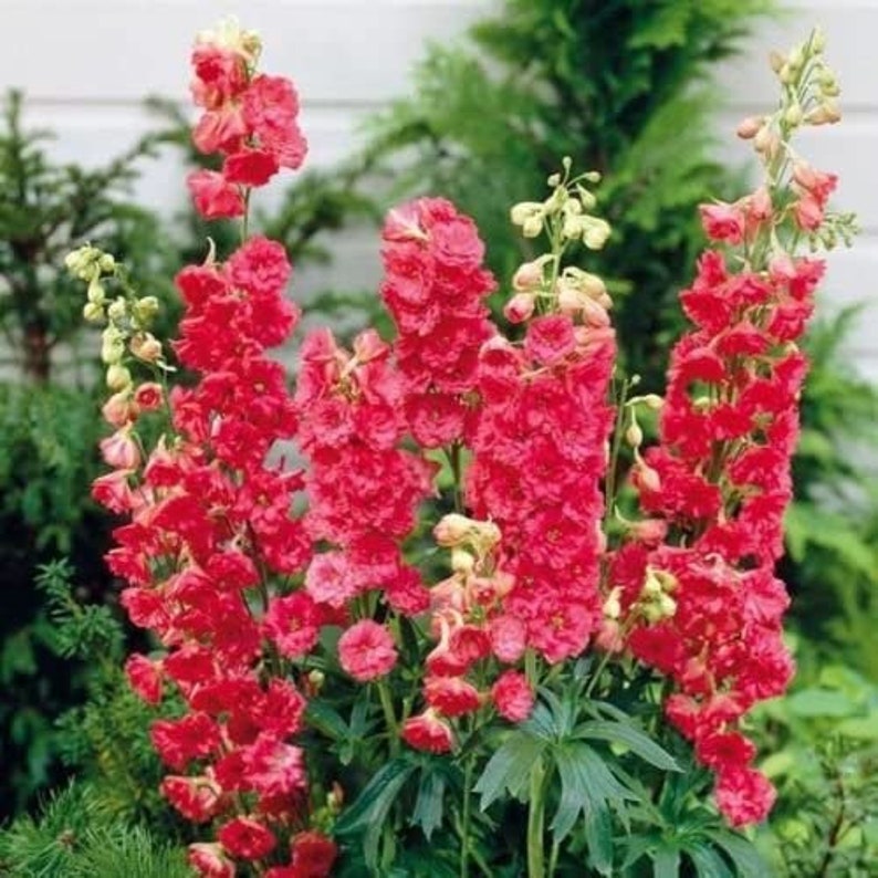 Organic Flower Seeds Larkspur red King delphinium Etsy