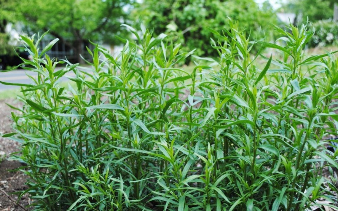 Rare Organic Perennial Seeds Tarragon artemisia Dracunculus Etsy