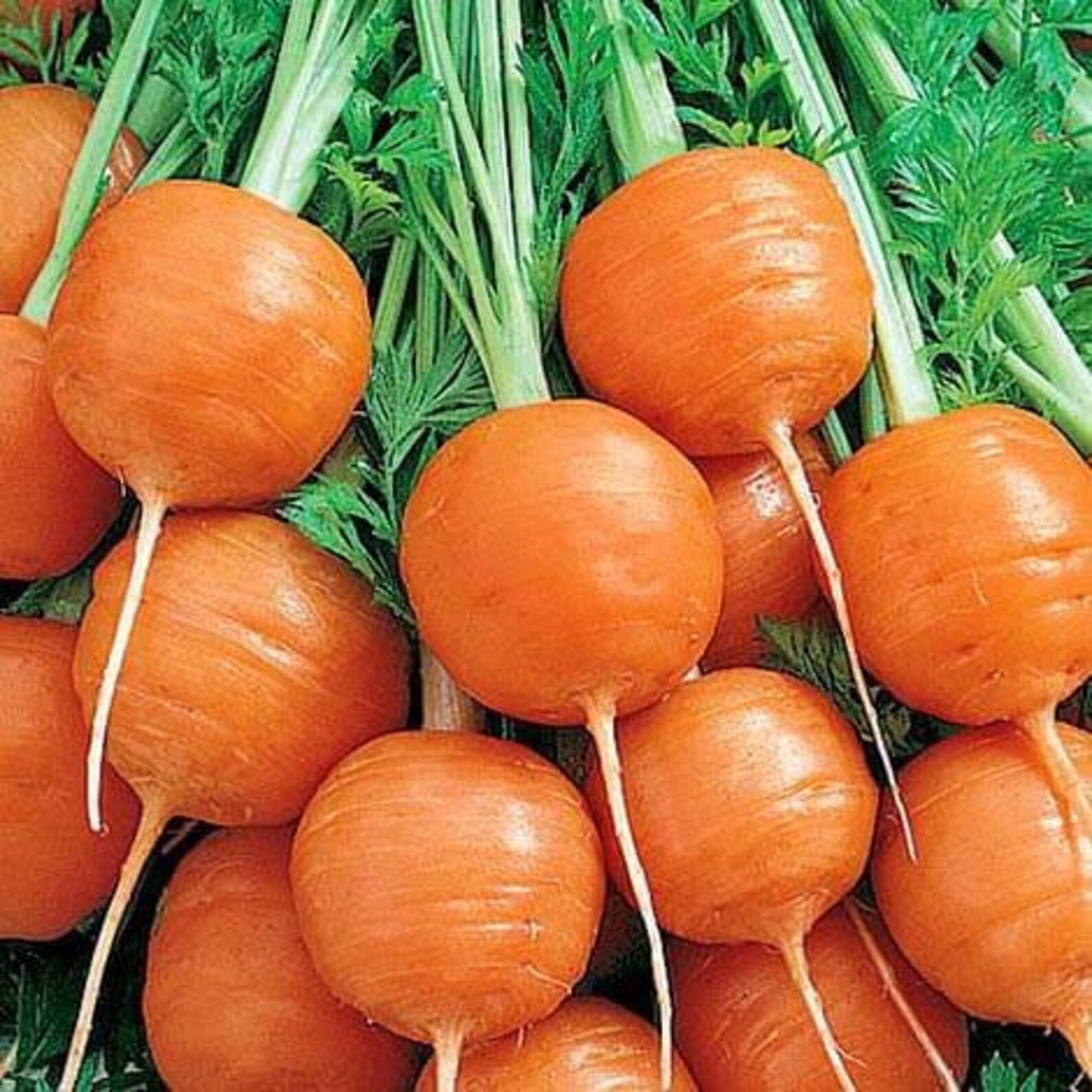 Rare Original Vegetable Seeds Carrot paris Market. Etsy