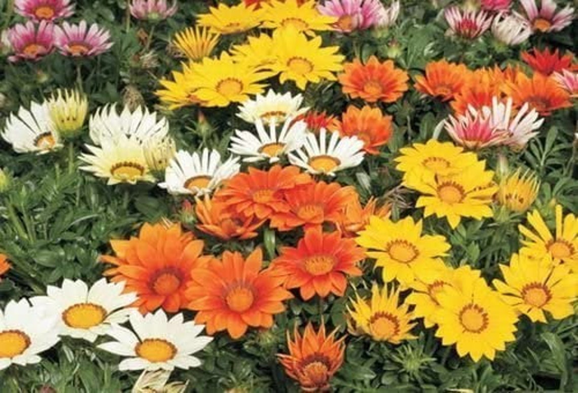 Organic Flower Seeds Gazania Splendens amaretto F1 Etsy