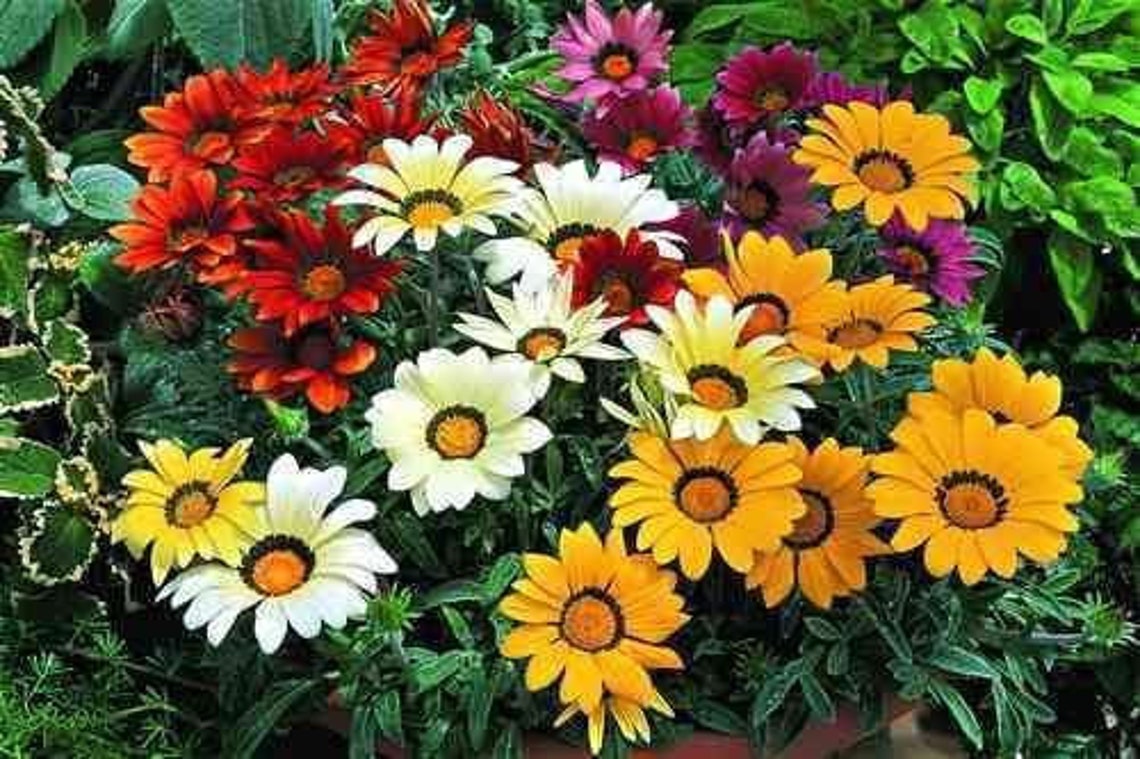 Organic Flower Seeds Gazania Splendens amaretto F1 Etsy