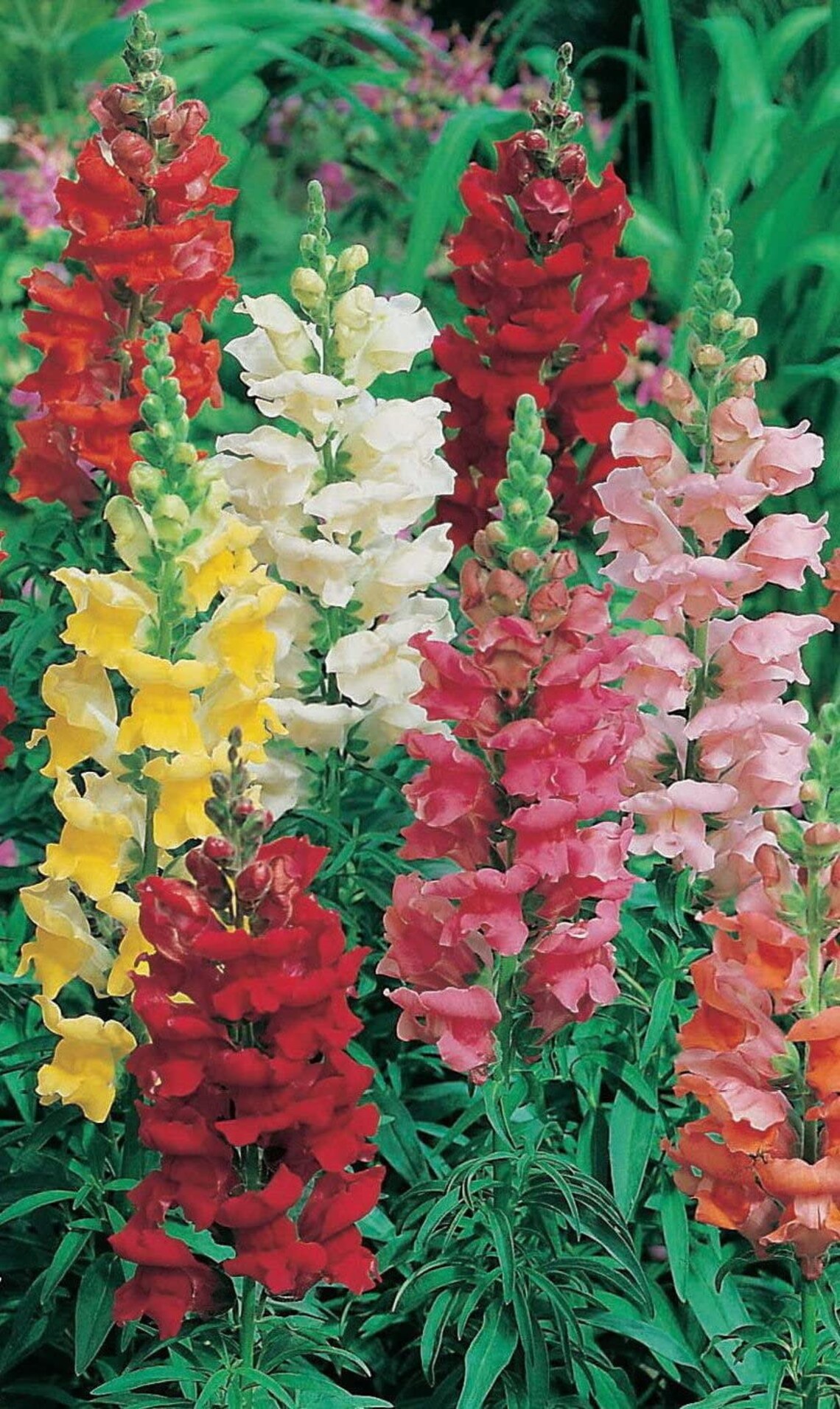 Organic Flower Seeds Giant Snapdragon Tall antirrhinum Majus Etsy