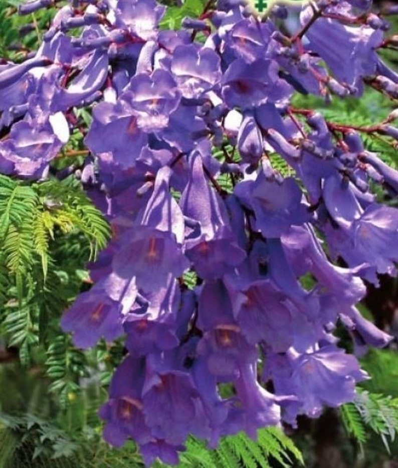 Organic Flower Seeds Jacaranda Delta jacaranda Mimosifolia Etsy