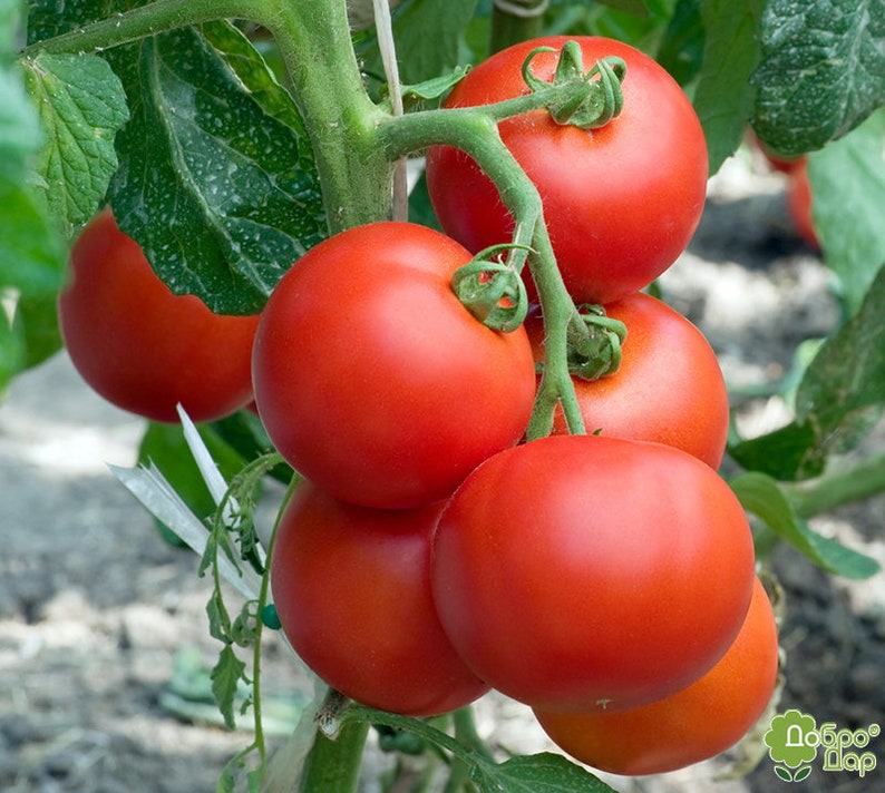Rare Ukrainian Organic Vegetable Tomato Seeds moscow Etsy