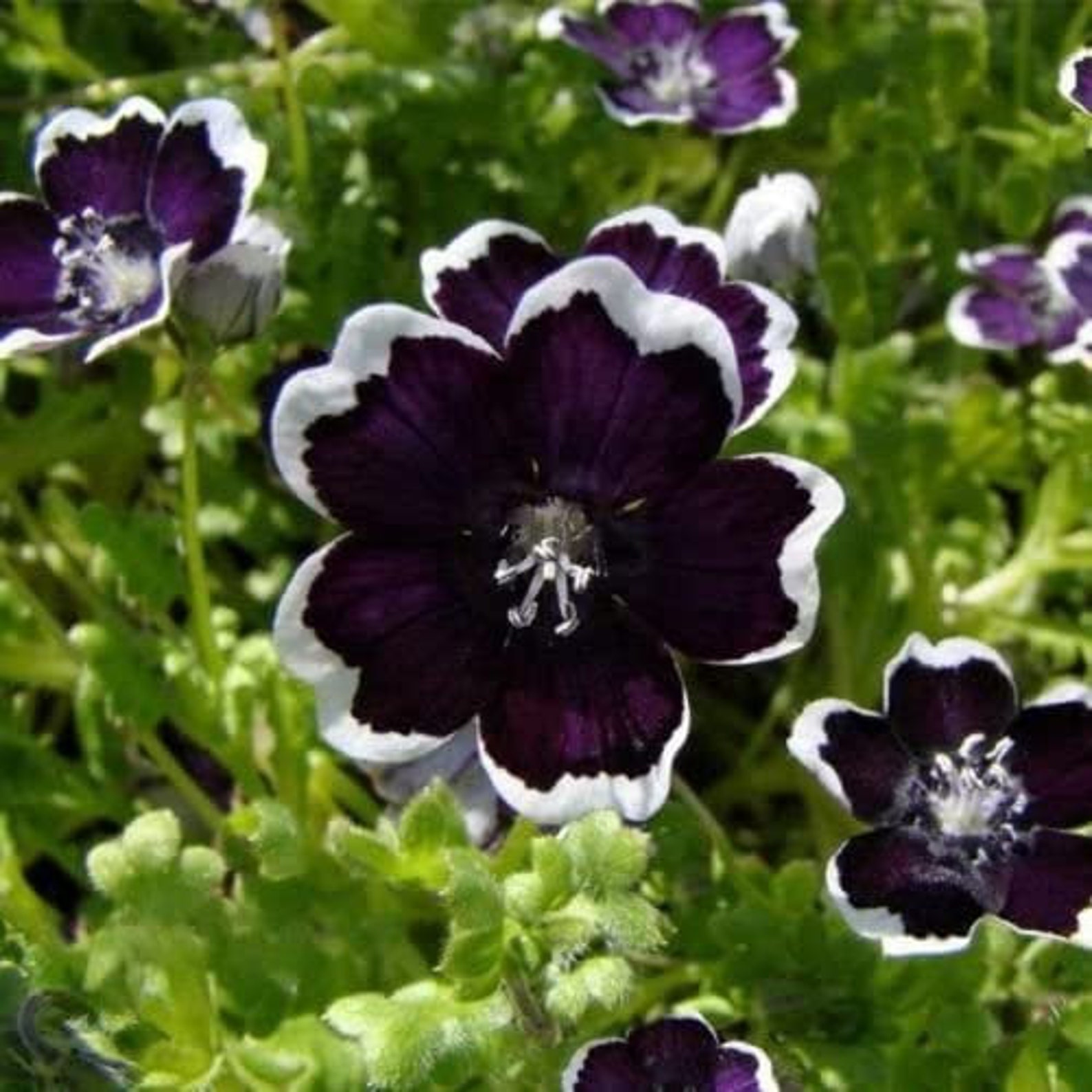 Rare Original Annual Flower Seeds Nemophila Discoidalis Etsy Canada