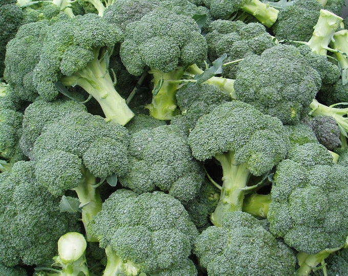 Como plantar coliflor Como plantar coliflor